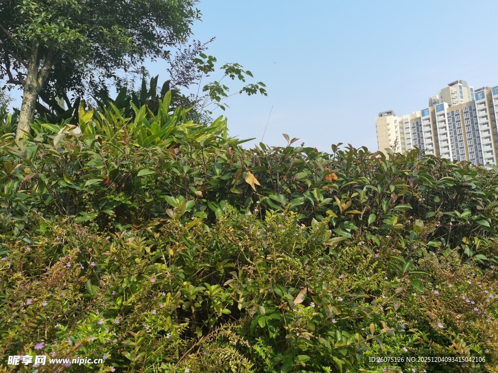 城市中繁茂的绿植景观