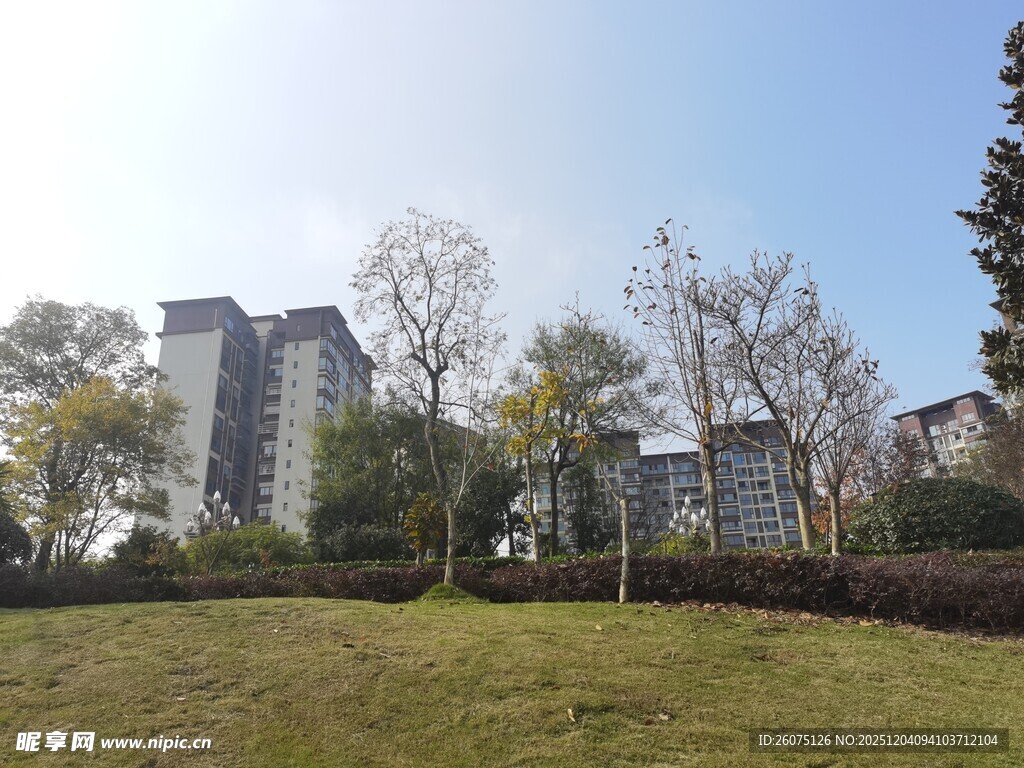 城市草地旁的高楼与树木
