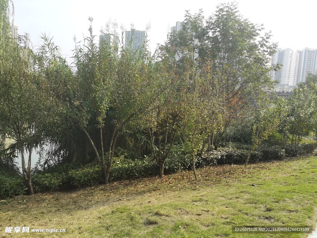 城市中的绿意草地与树木