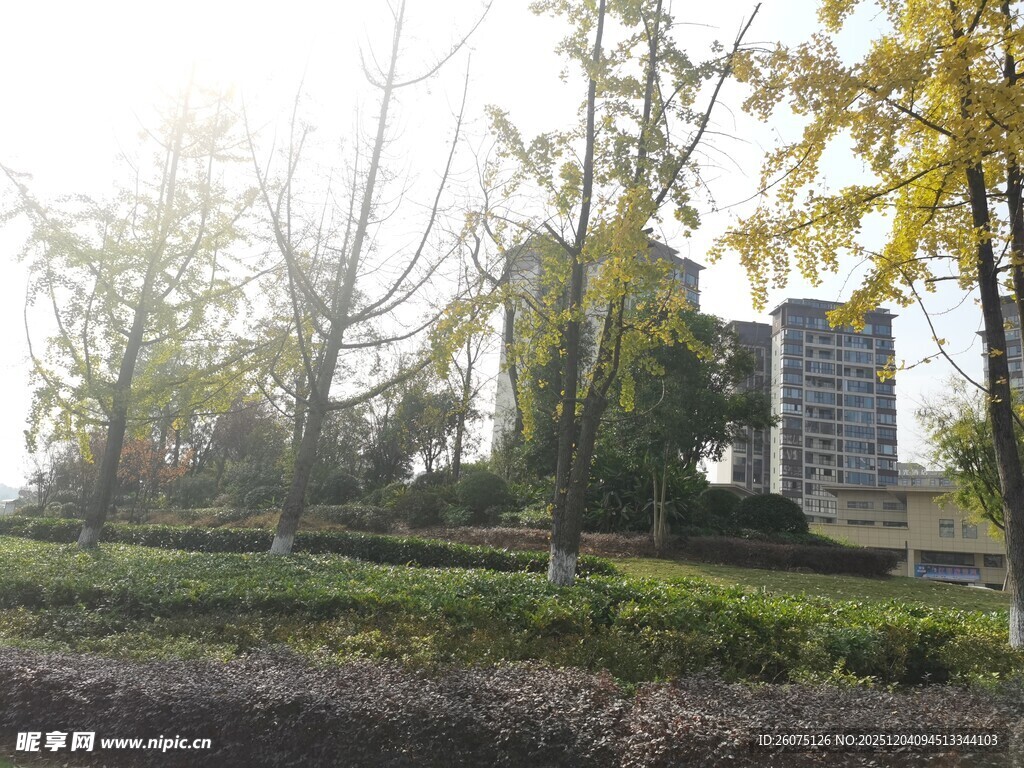 秋日晨雾中的树林与建筑