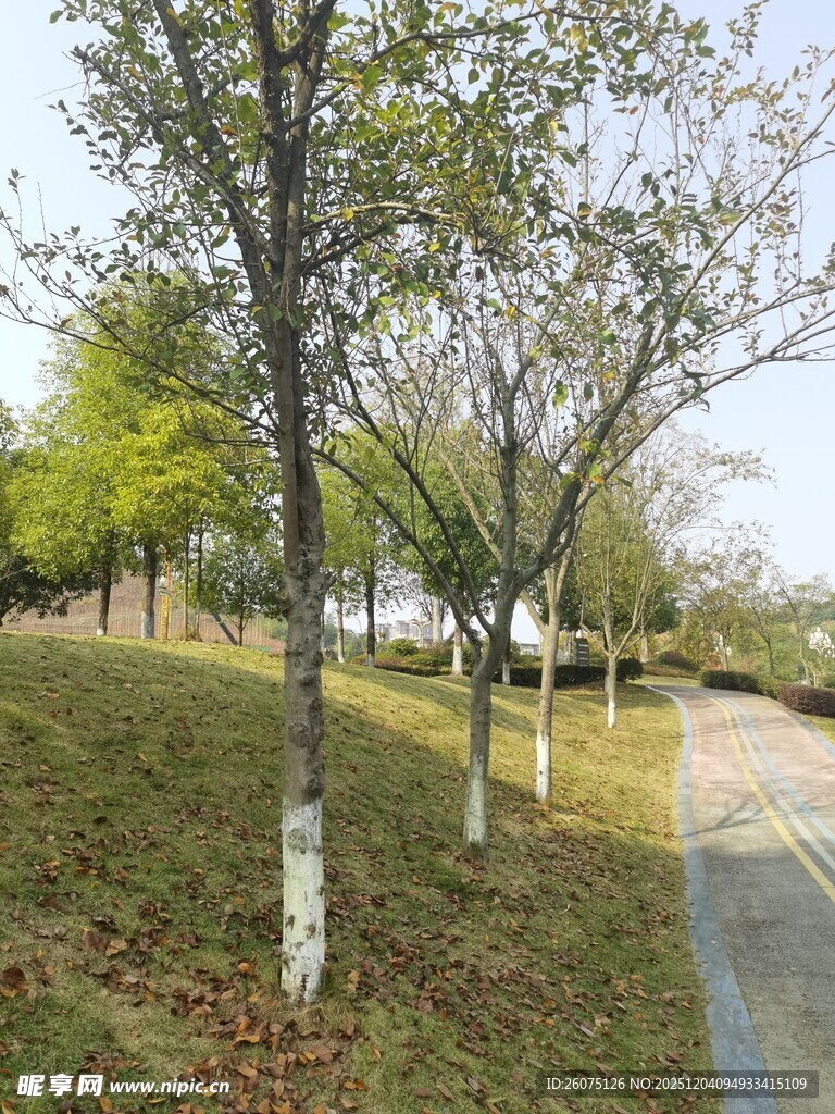 路边整齐排列的绿树