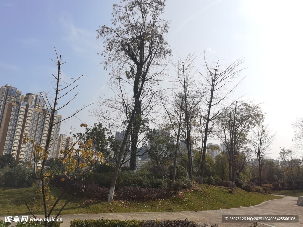 城市公园冬日枯树景象