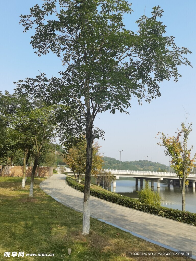 湖畔绿树成荫的优美步道