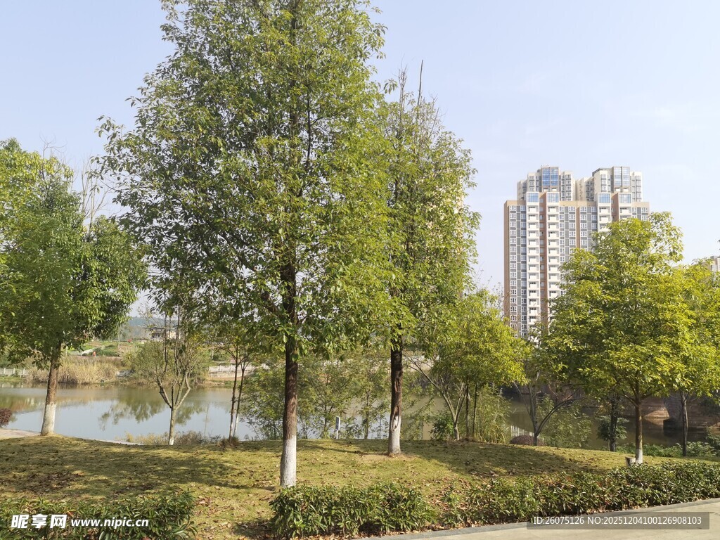 城市公园湖畔绿树景观