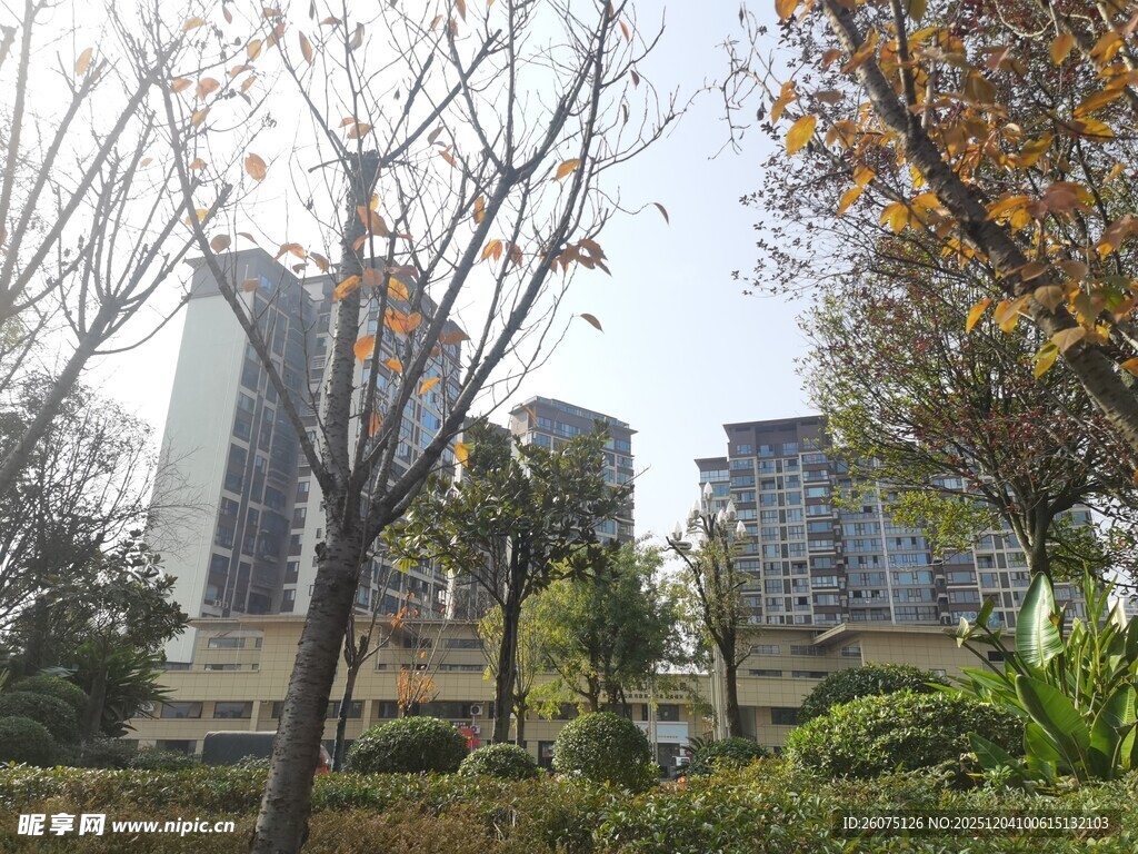 城市中的树木与建筑景观