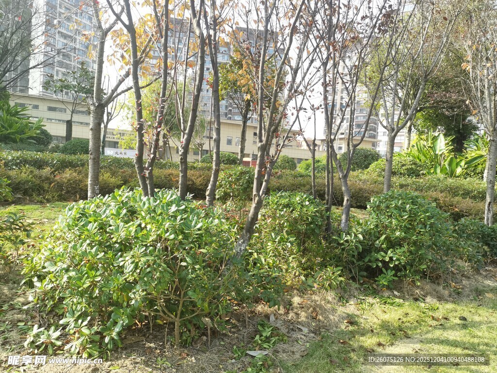 城市中的绿植与树木景观