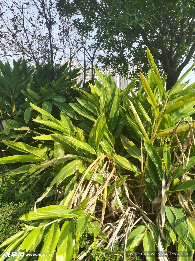 翠绿繁茂的热带植物景观