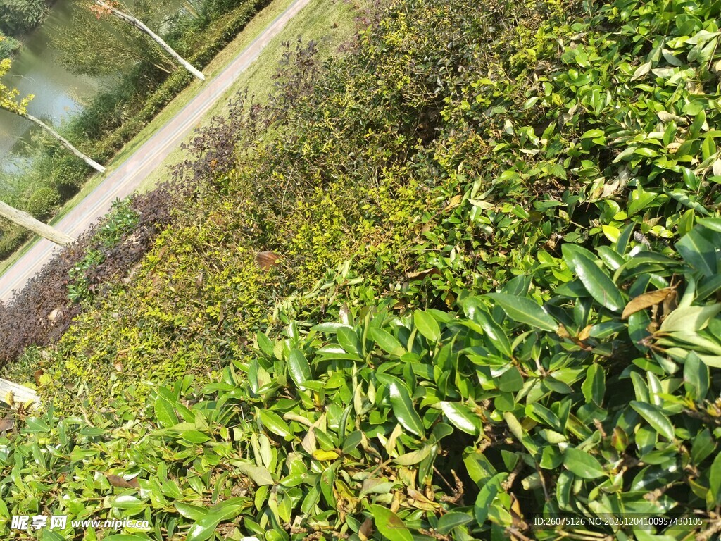 绿意盎然的户外植物景观