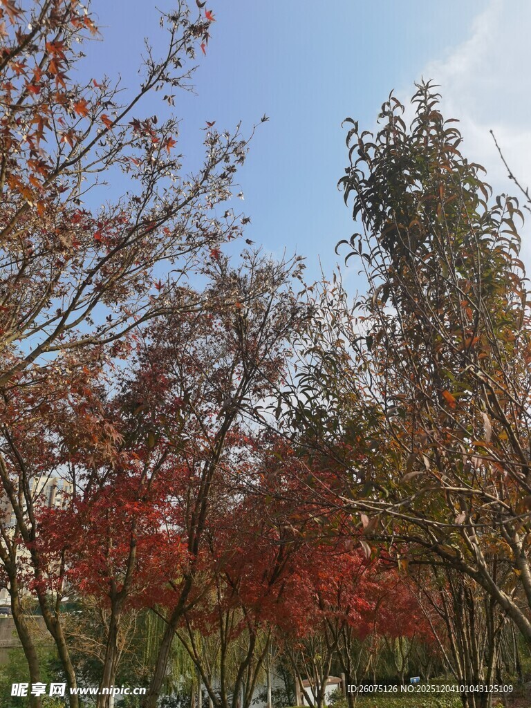 秋日多彩树林美景