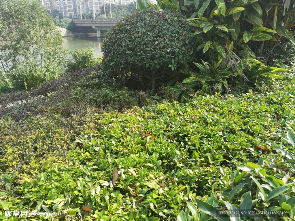 绿意盎然的户外植物景观