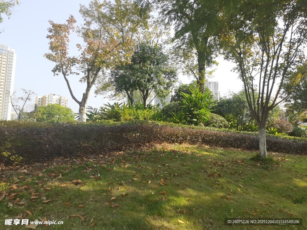 户外绿意盎然的园林景致