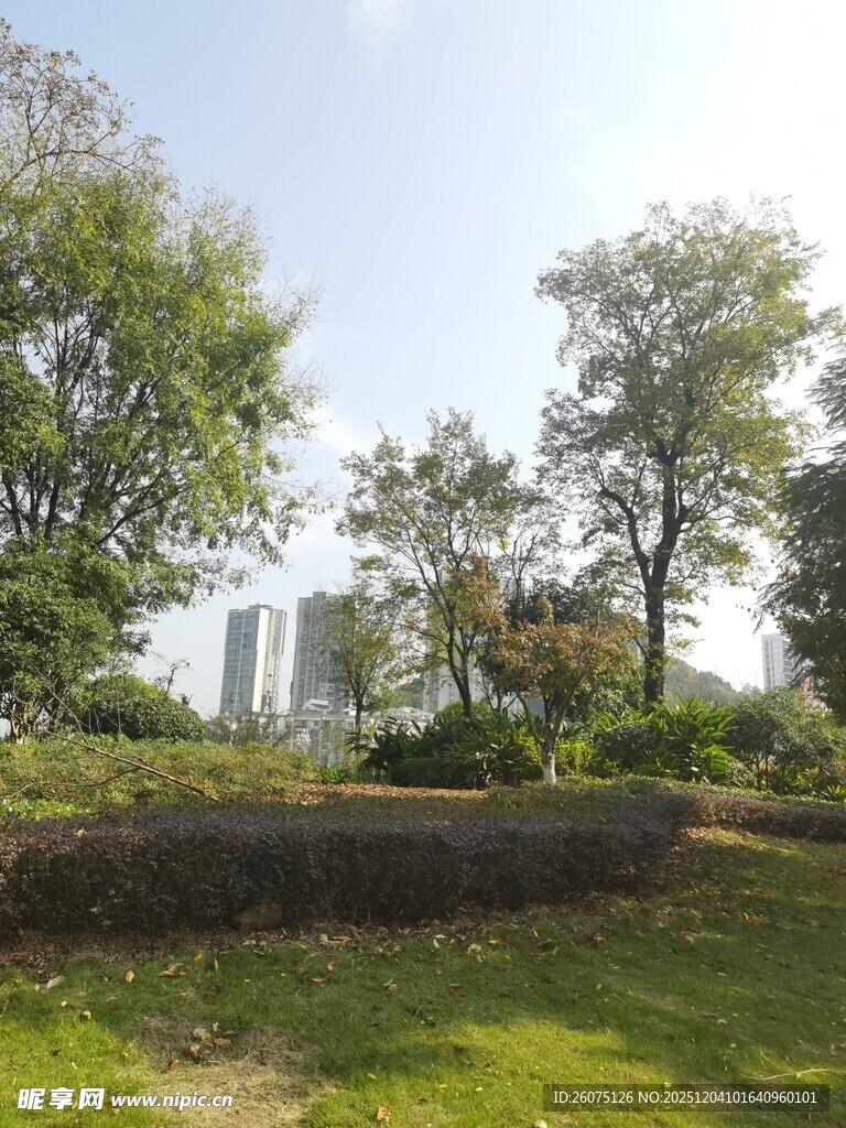 城市中的静谧绿意景观