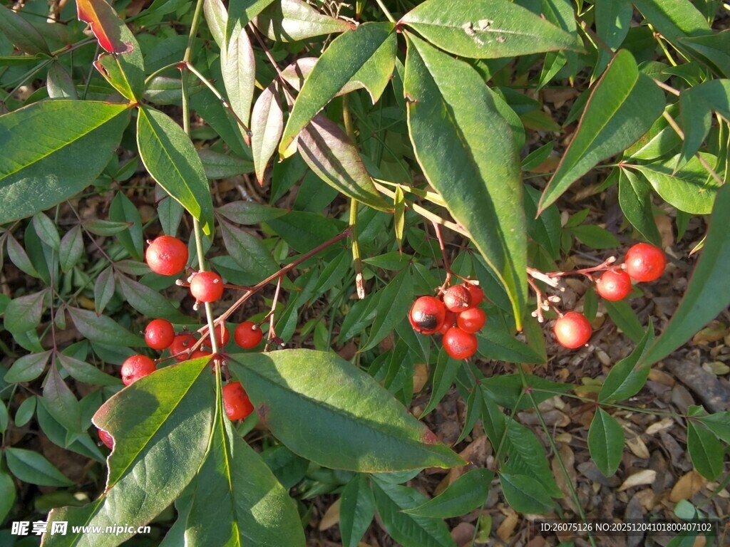 绿叶间的鲜红浆果