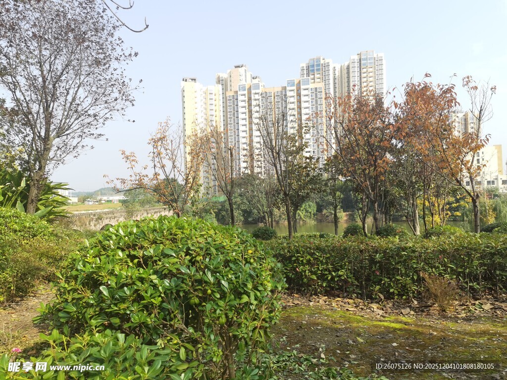 城市中的绿植与高楼景观