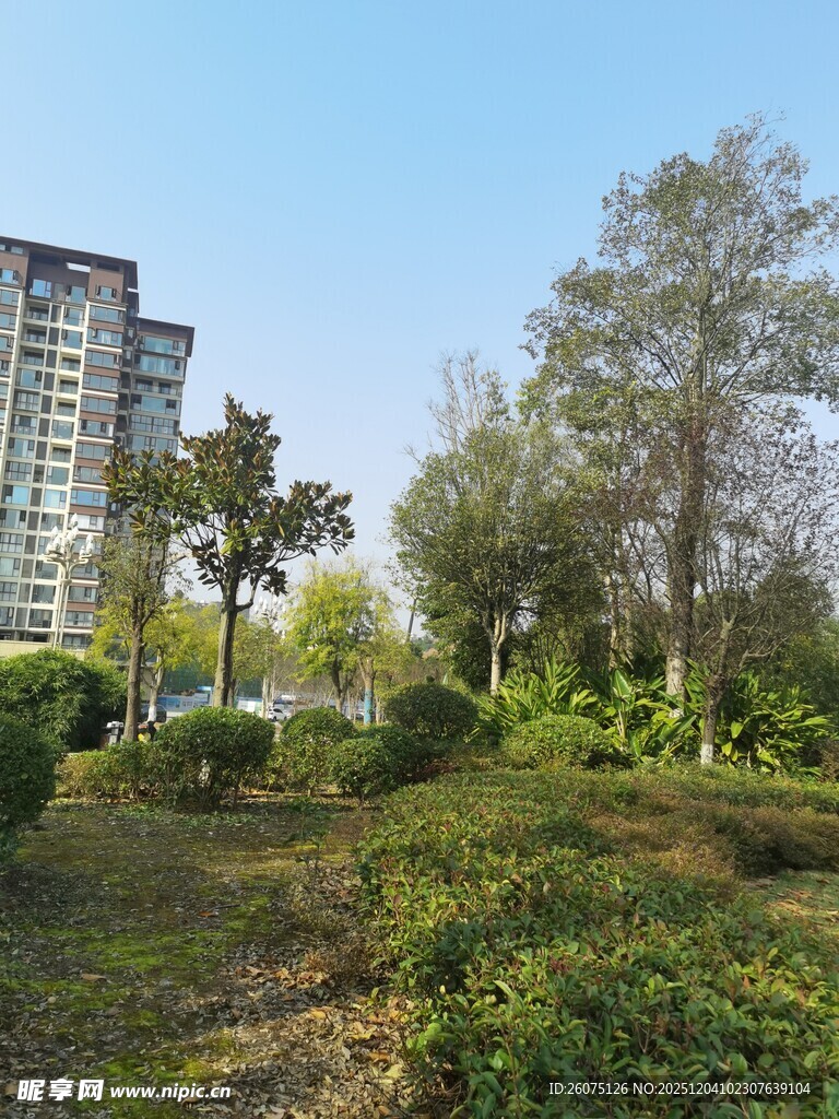 城市中的绿意盎然公园景致