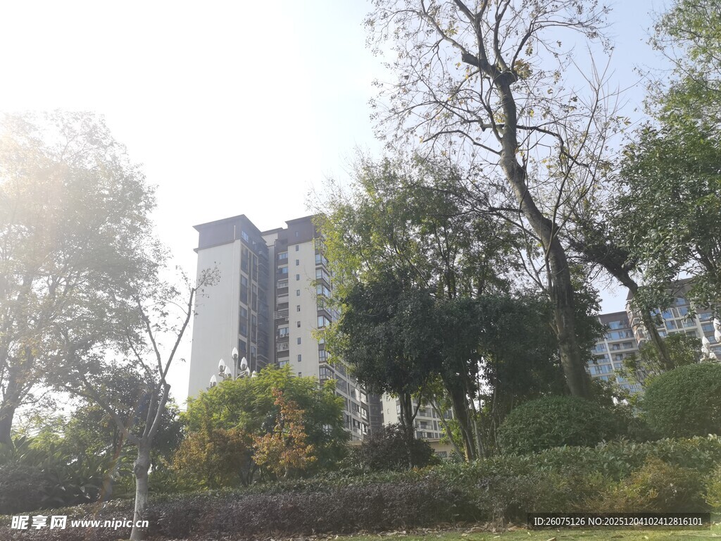 阳光照耀下的楼与树木