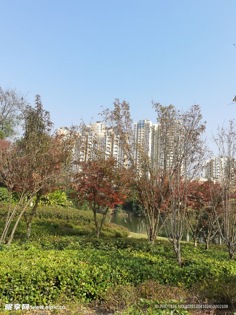 秋日山坡多彩树木景观