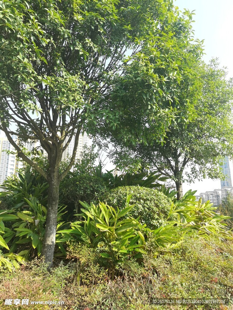 户外繁茂绿植景观