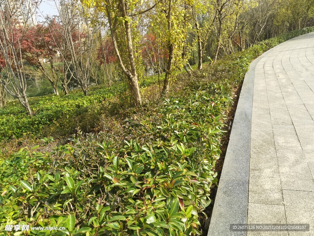 林间小径绿植相伴