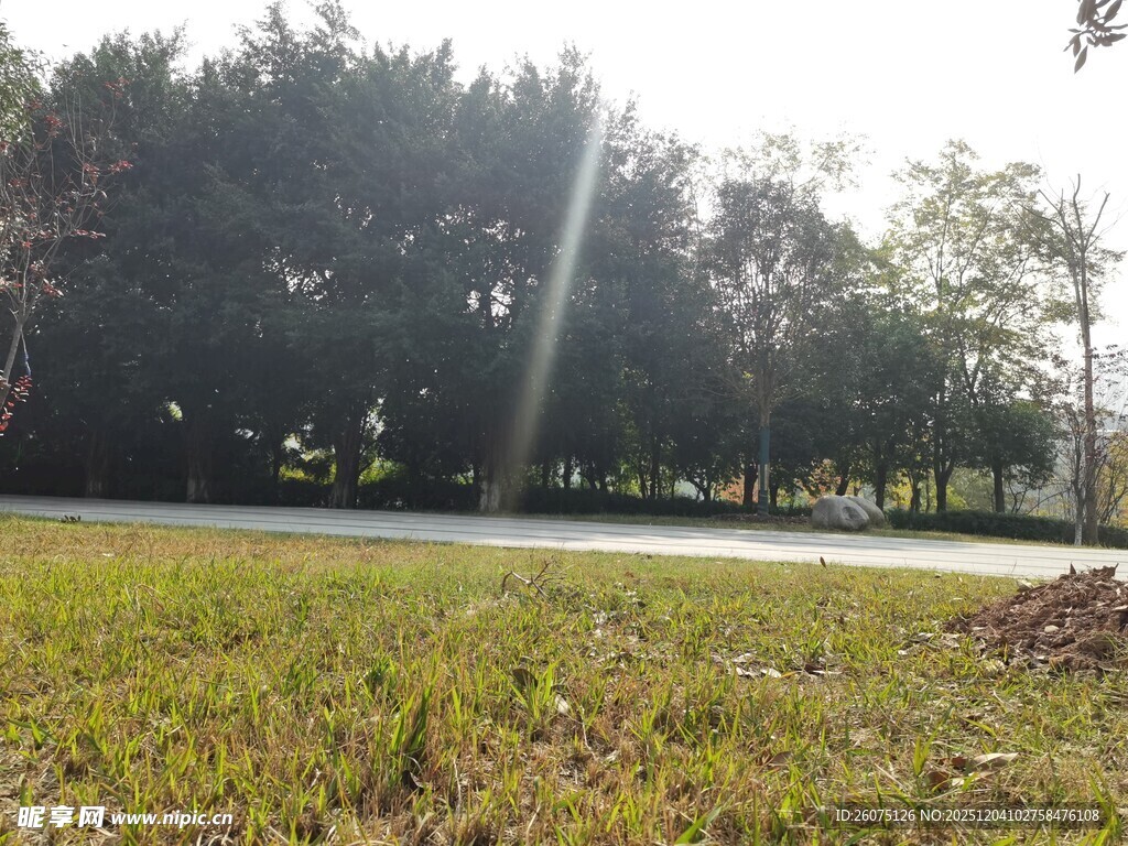 阳光照耀下的草地与树林