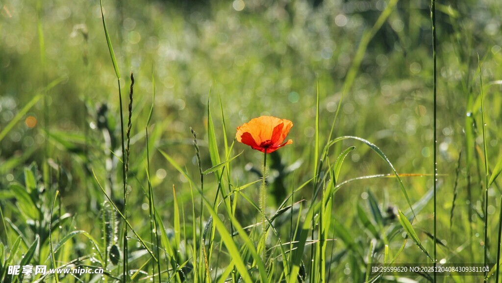 草丛中的艳丽虞美人