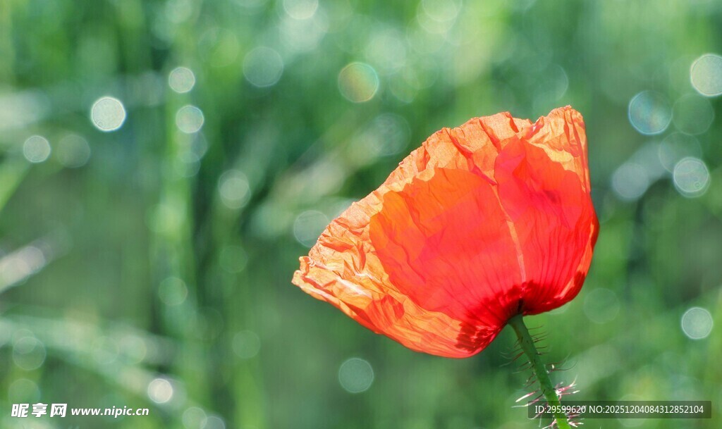 娇艳虞美人绽放于绿野