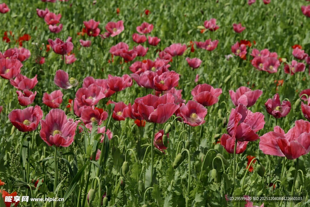 浪漫粉色郁金香花海