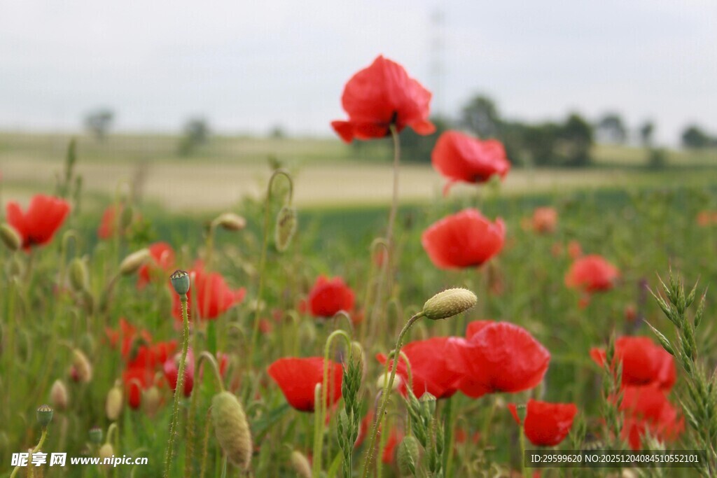 虞美人花海美丽绽放