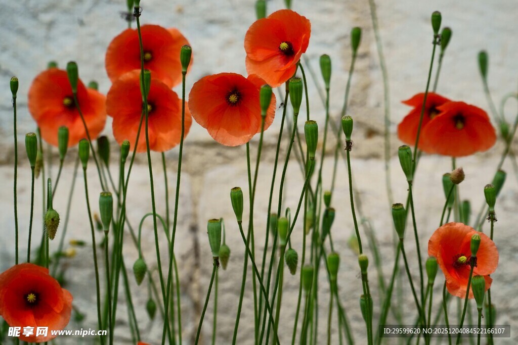 鲜艳虞美人绽放于雪地