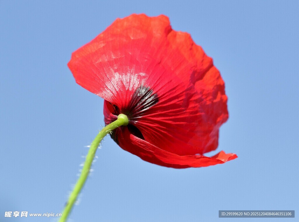 绽放的红色虞美人