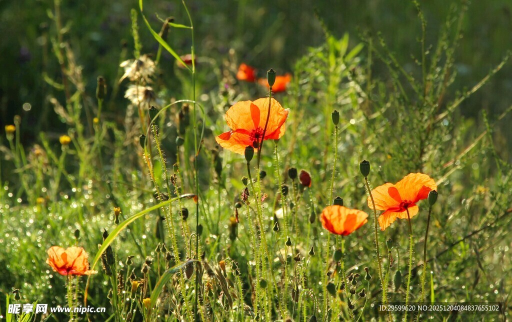 野外绽放的鲜艳橙色花朵