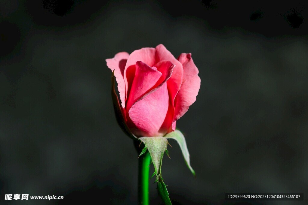 娇艳红玫瑰特写