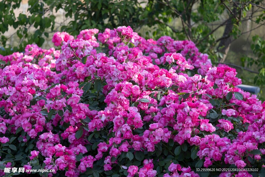 艳丽绽放的紫色花丛