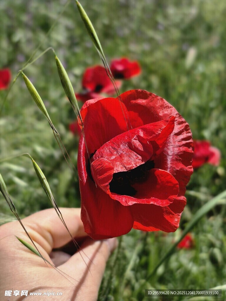 手捧娇艳红色虞美人花