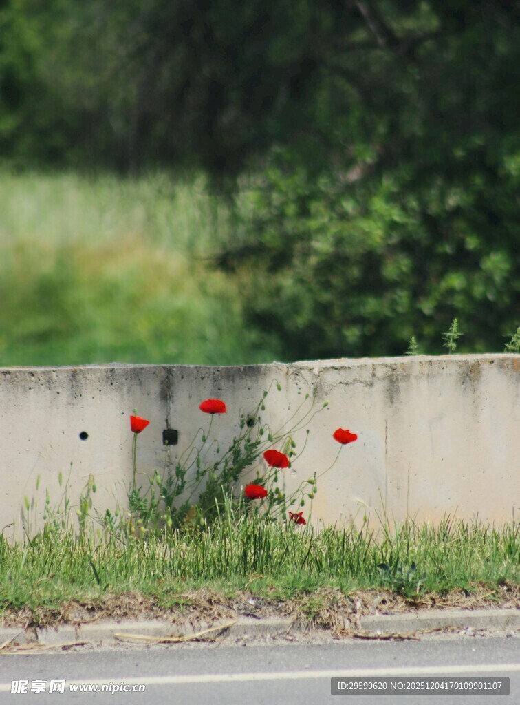 墙边绽放的艳丽虞美人