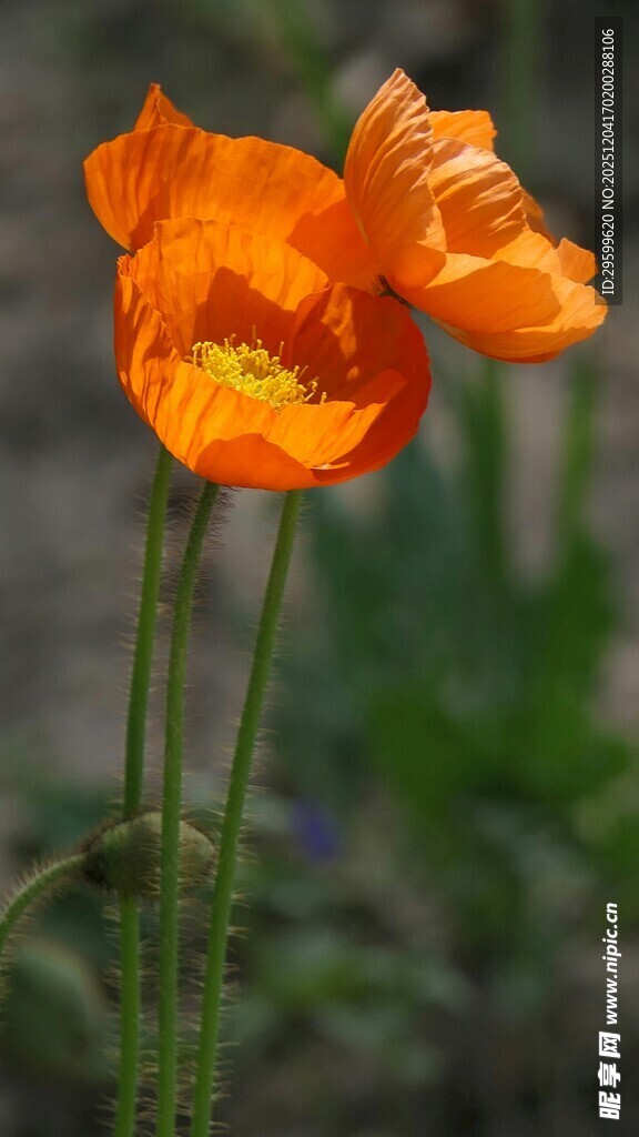 橙色虞美人绽放