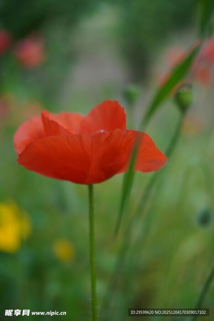 娇艳虞美人绽放于绿野