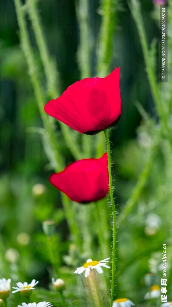 两朵娇艳虞美人