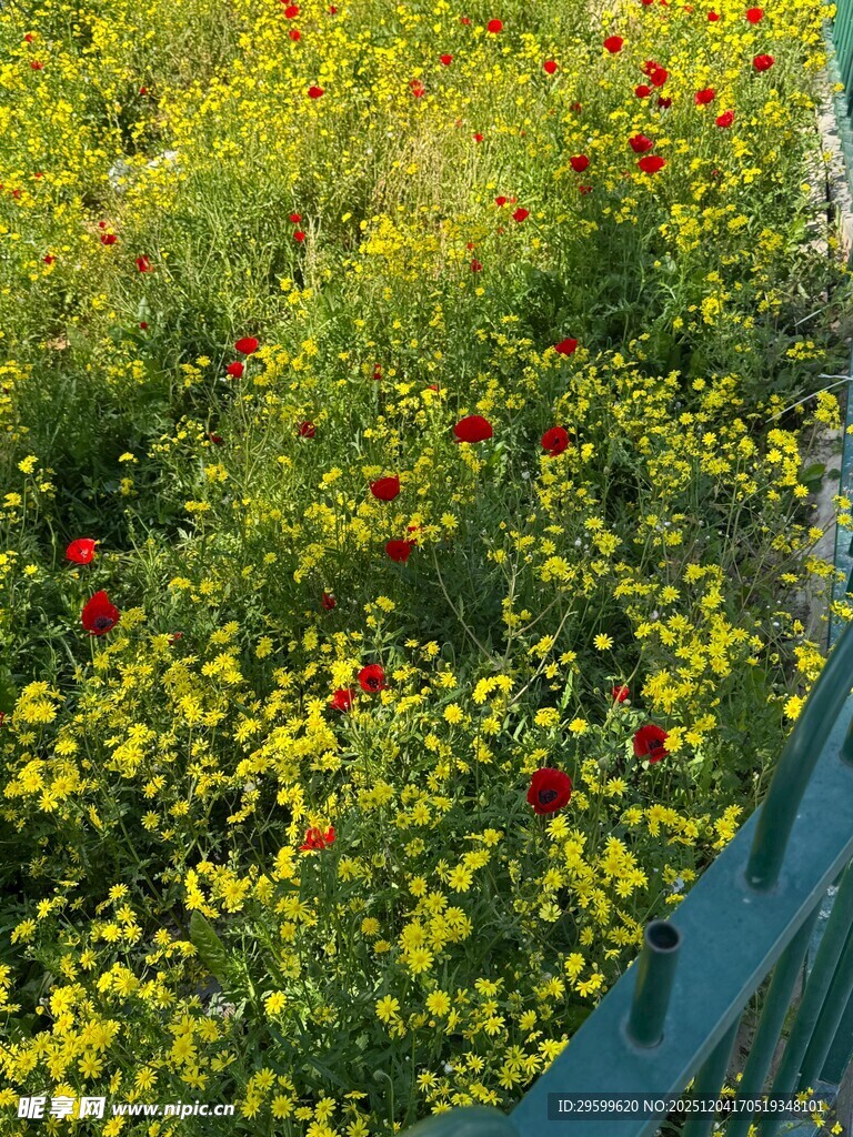 多彩花丛中的艳丽景致