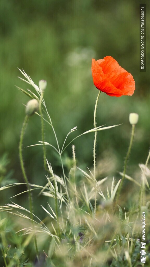 田野中的艳丽虞美人