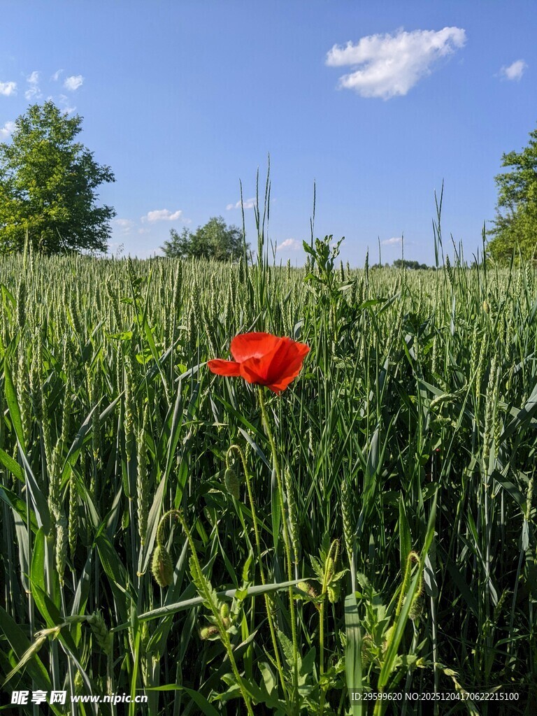 田野中独绽的艳红虞美人