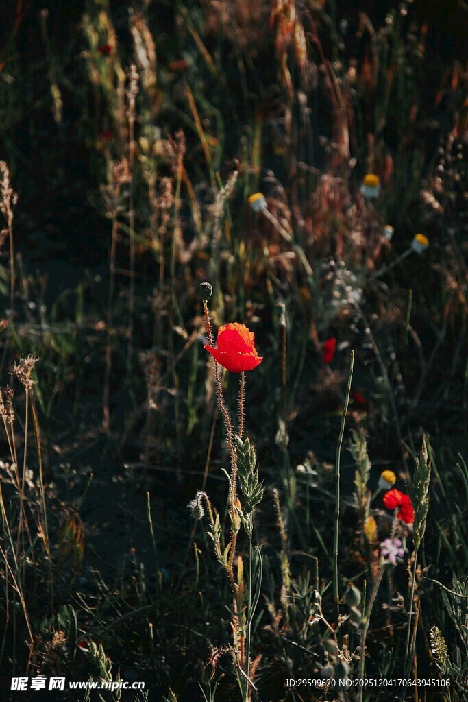 阳光下的艳丽红色花朵