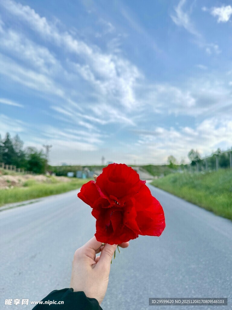 手持红花于旷野之路