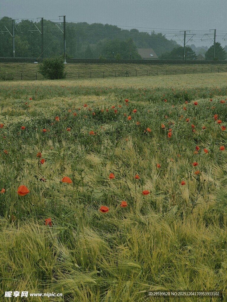田野中的绚烂野花景观