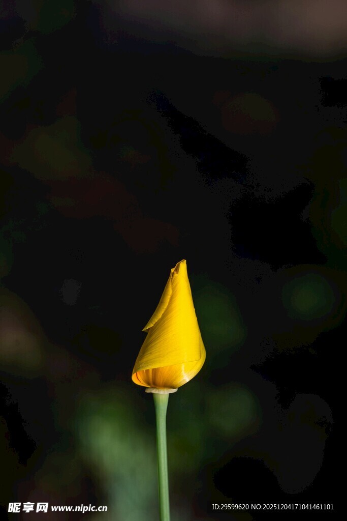 黄色单朵小花特写