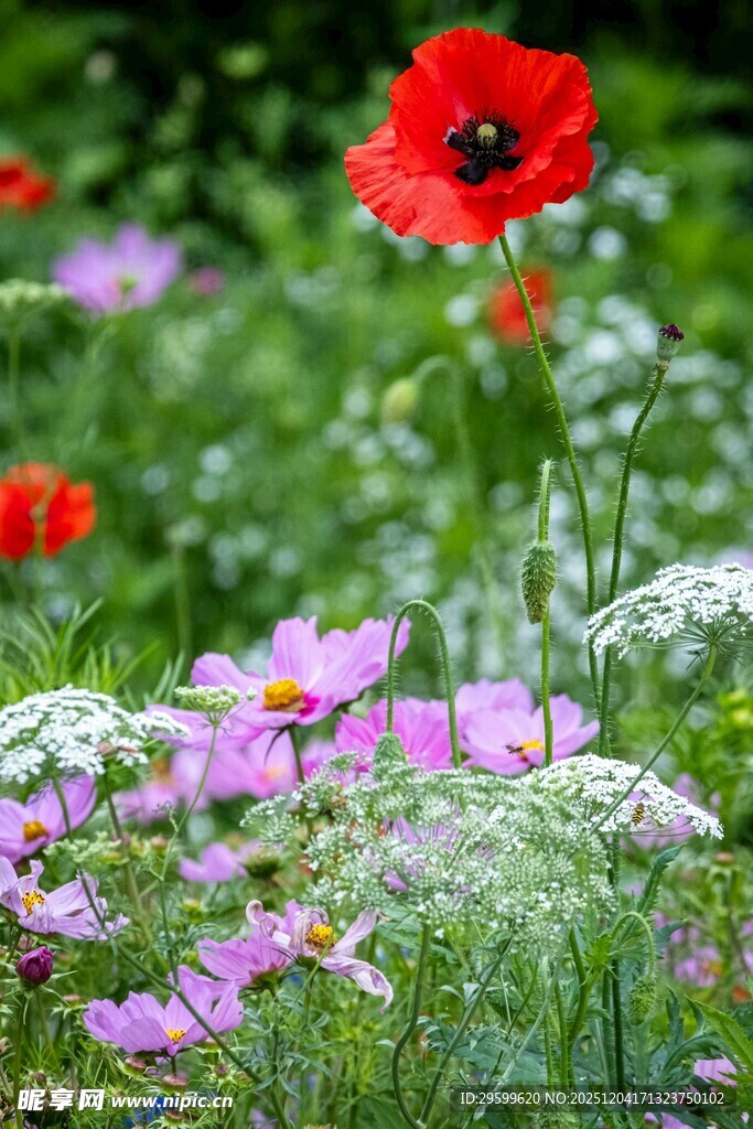 多彩野花绽放于绿意间