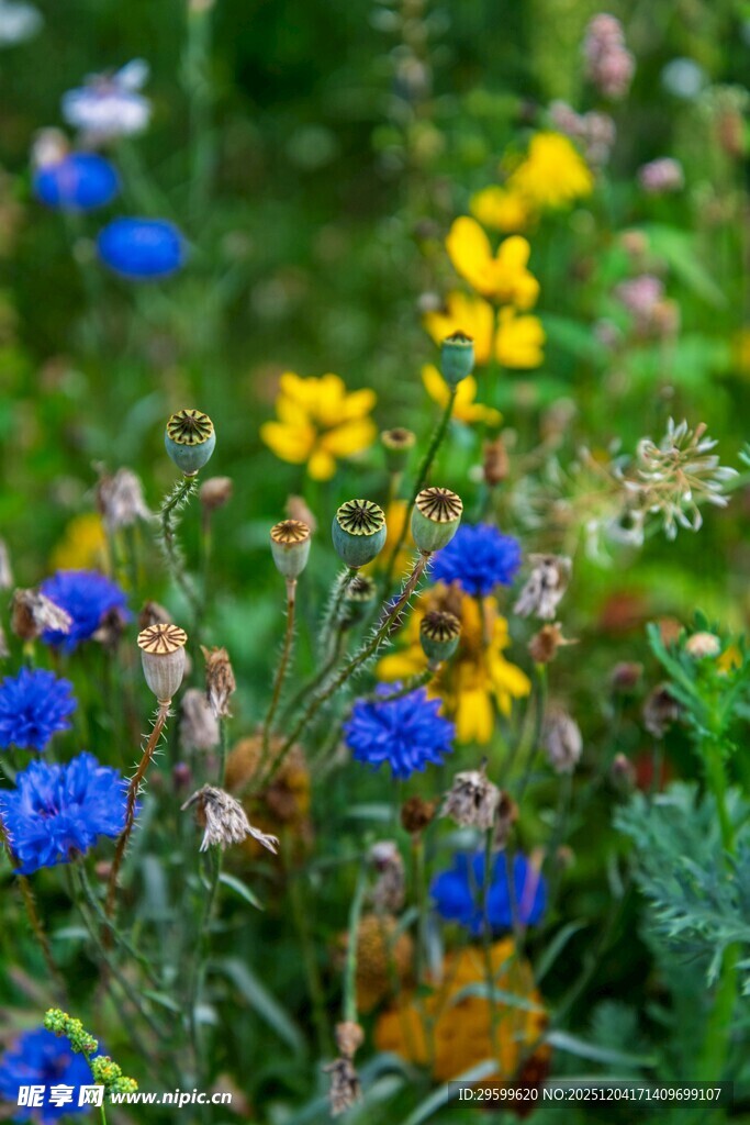蓝黄野花绽放于绿野
