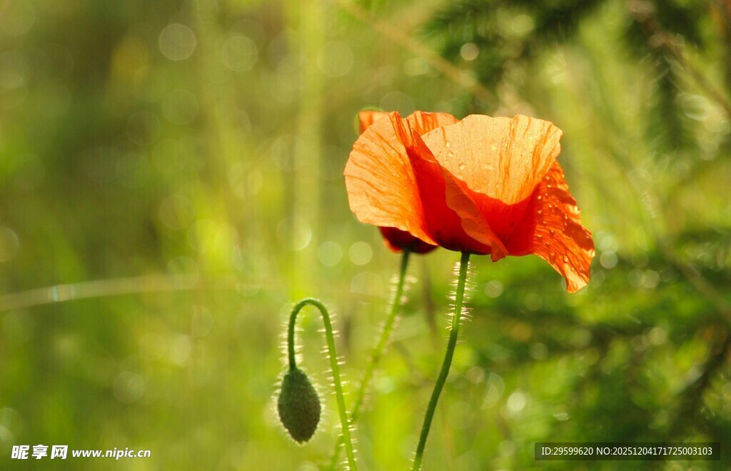 娇艳虞美人绽放于绿野