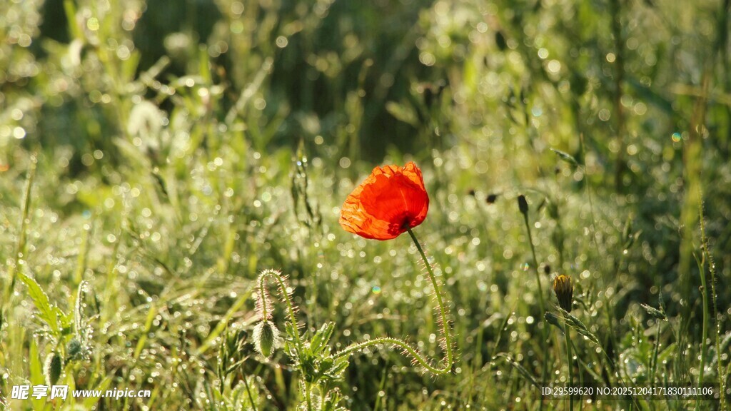 草丛中的艳丽虞美人