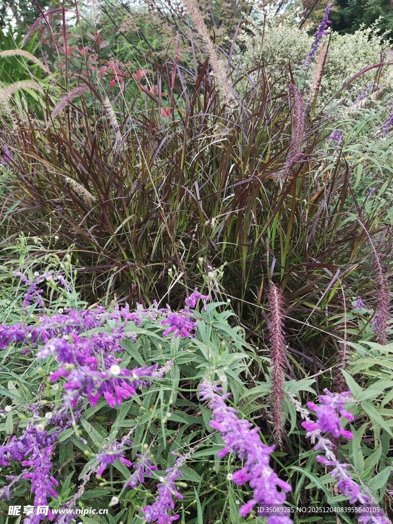 紫色花卉与绿植景观